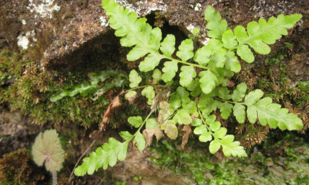 Stegnogramma burksiorum