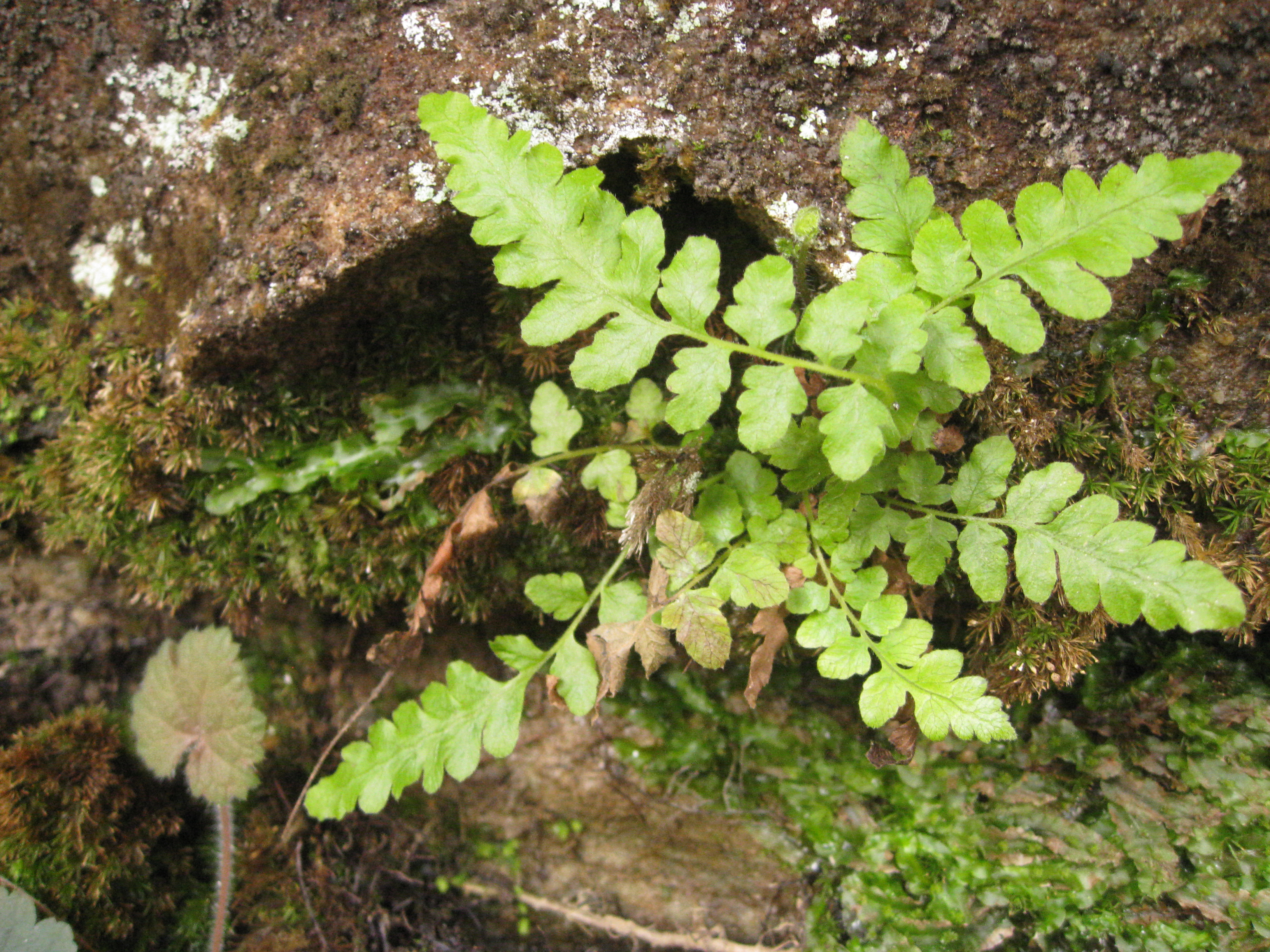 Stegnogramma burksiorum