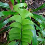 Lindsaea schomburgkii