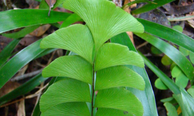 Lindsaea schomburgkii