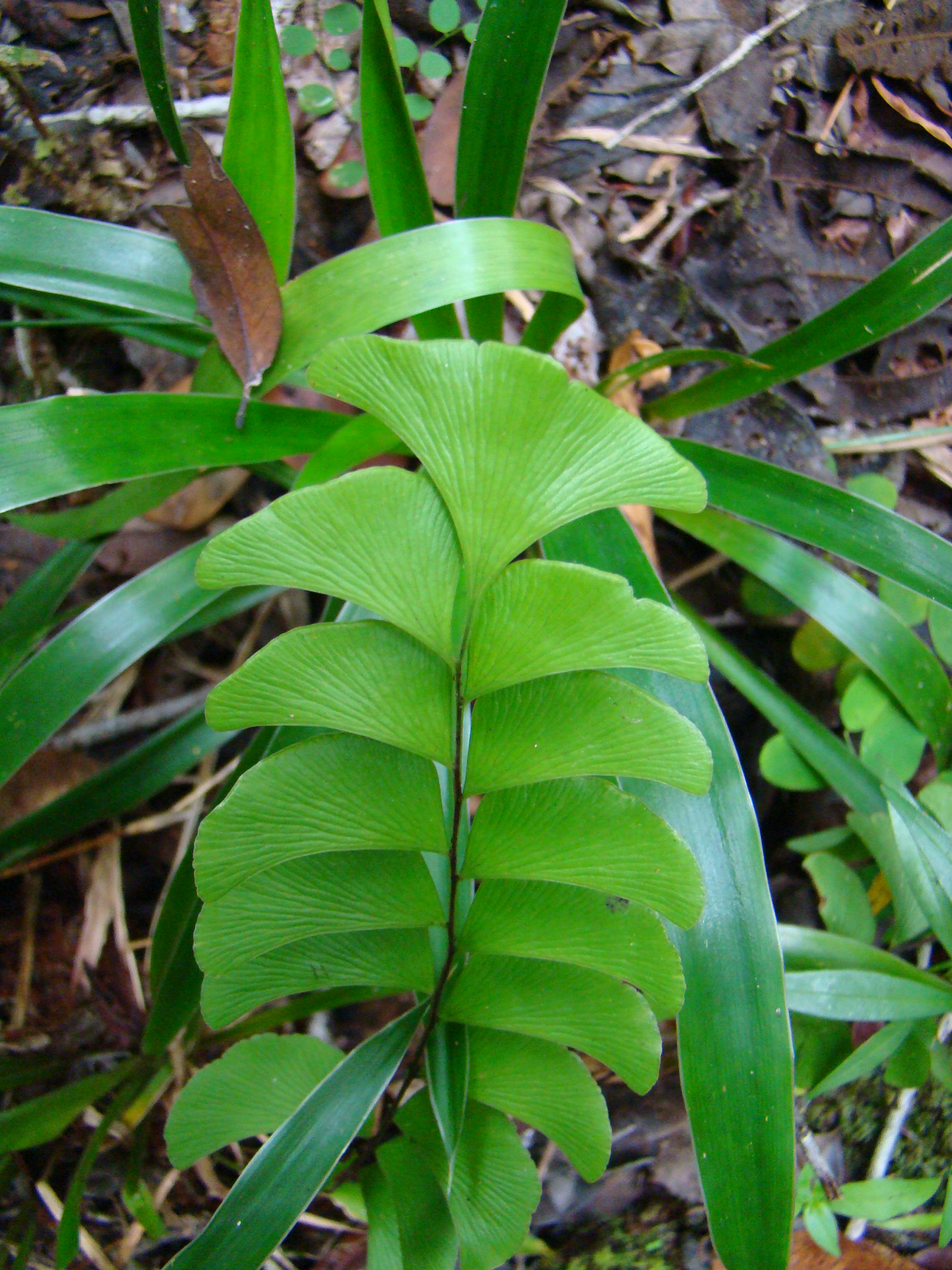 Lindsaea schomburgkii