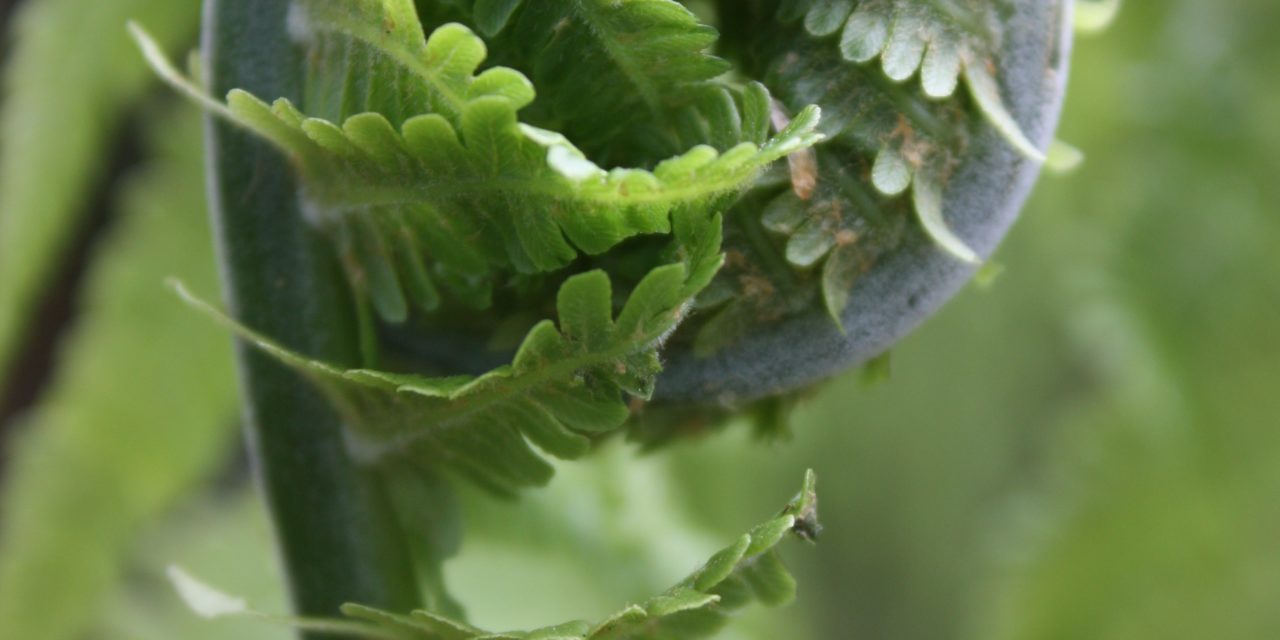 Matteuccia struthiopteris (strutbräken)