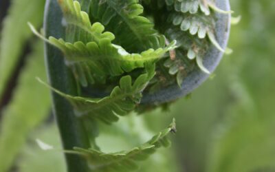 Matteuccia struthiopteris (strutbräken)