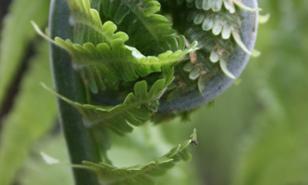 Matteuccia struthiopteris (strutbräken)