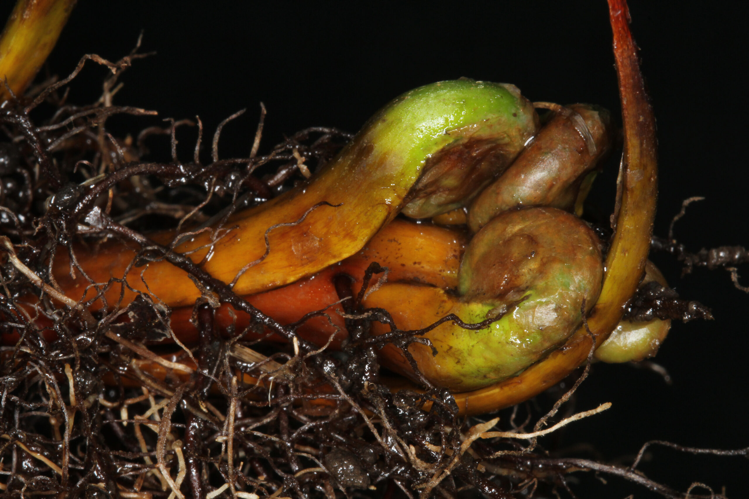 O_sensibilis – stem apex