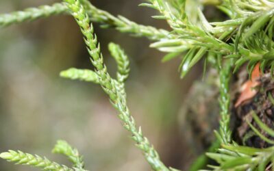 Phlegmariurus erythrocaulon