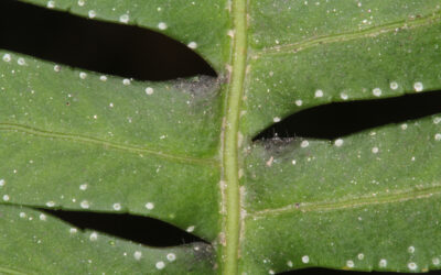 Pleopeltis pleopeltidis