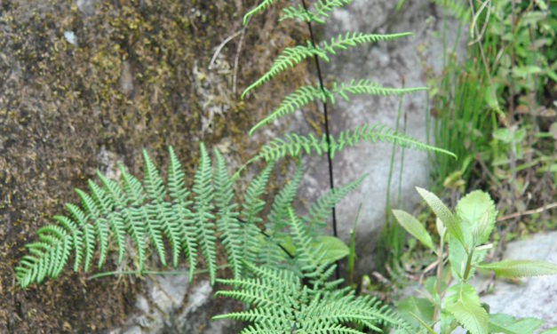 Pityrogramma ebenea