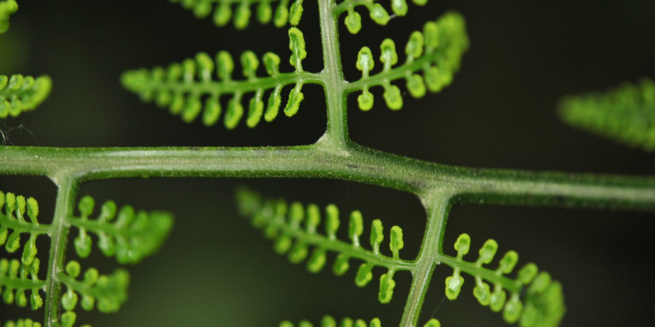 Polybotrya altescandens