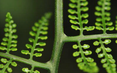 Polybotrya altescandens