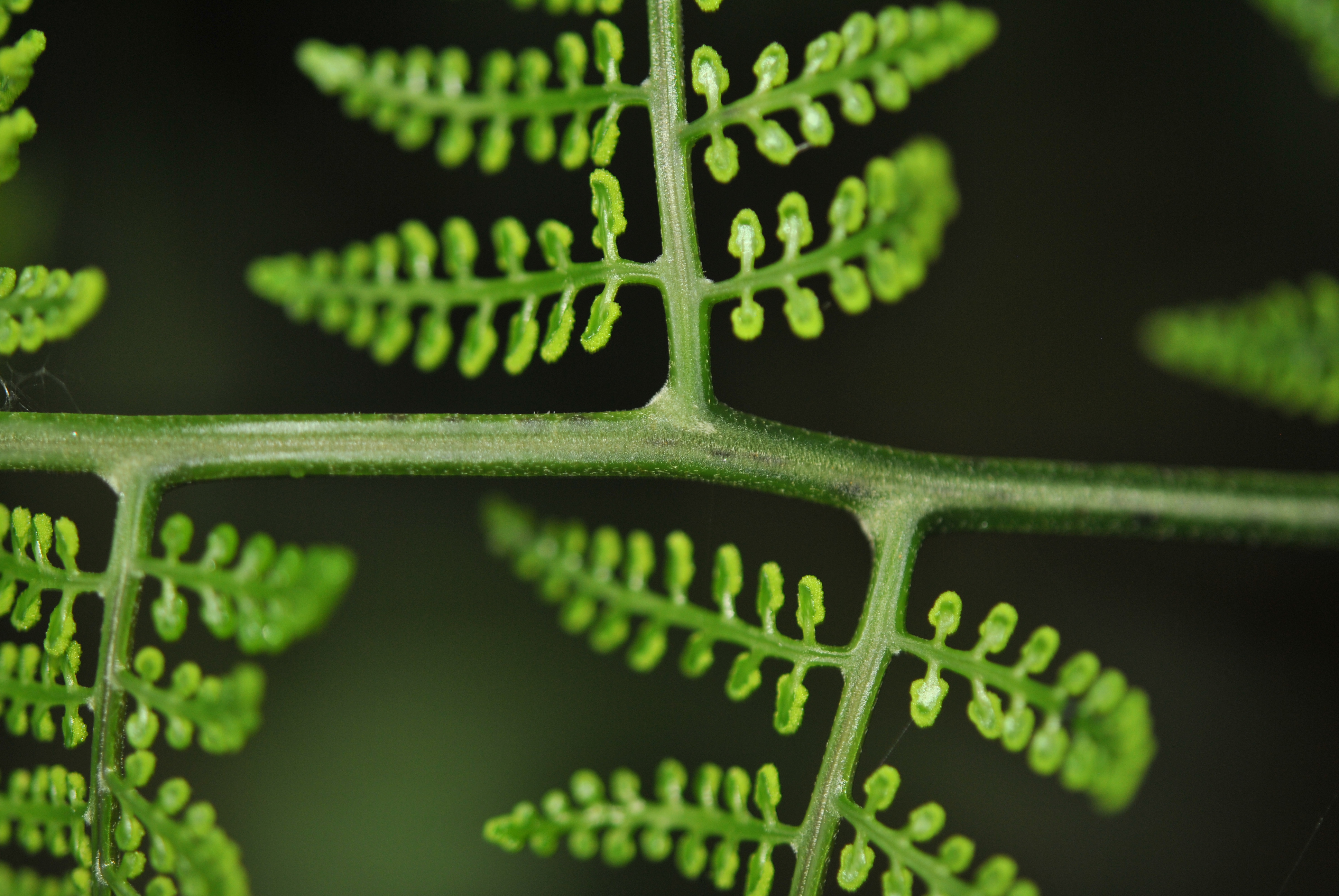 Polybotrya altescandens