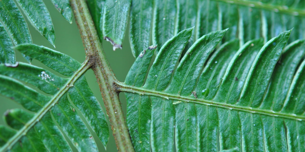 Pteris muricatopedata