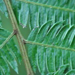 Pteris muricatopedata