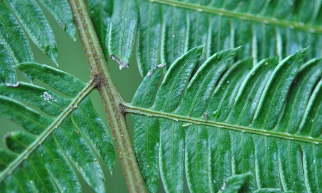 Pteris muricatopedata