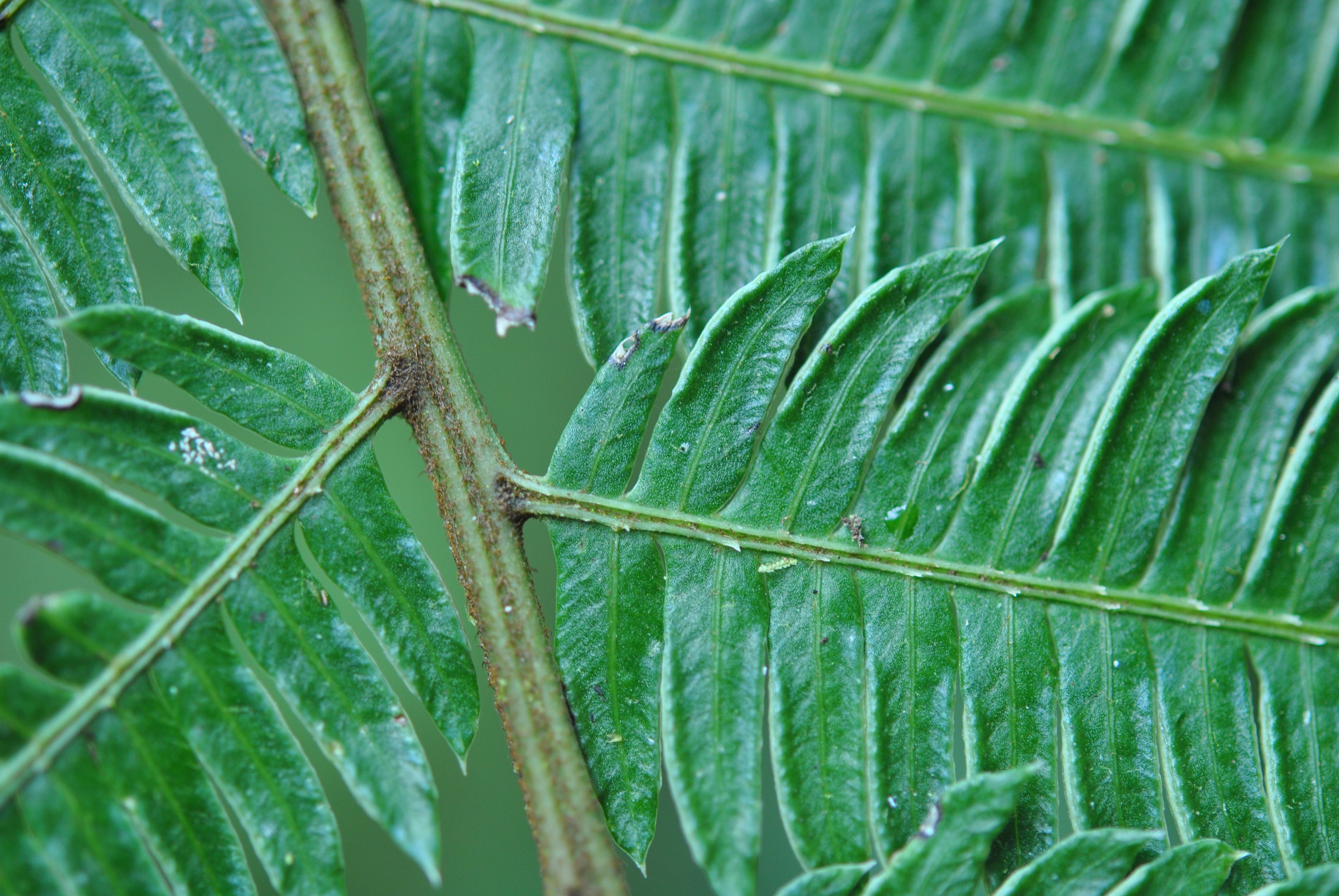 Pteris muricatopedata