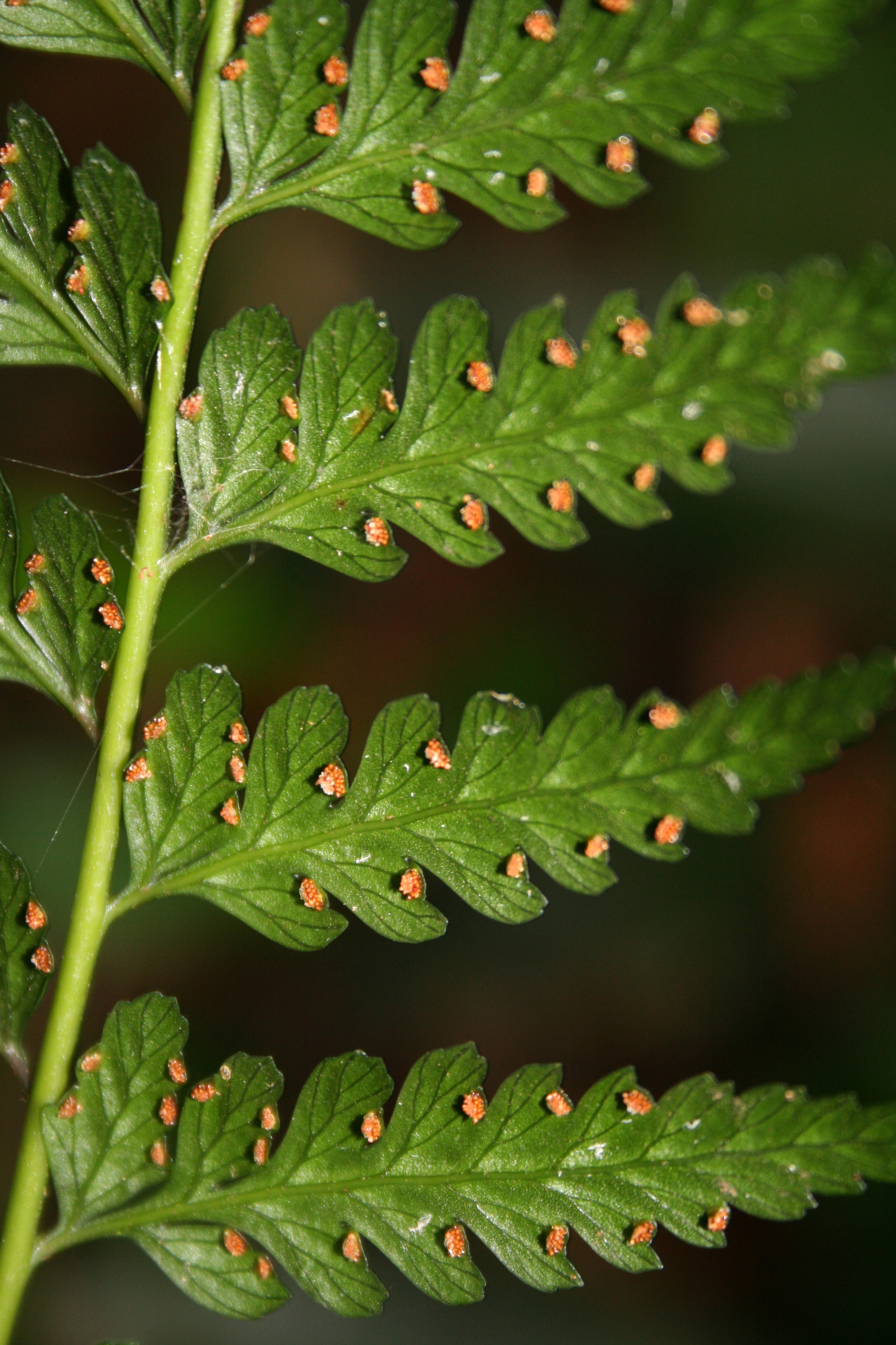 Saccoloma inaequale