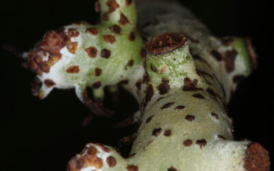 Serpocaulon levigatum