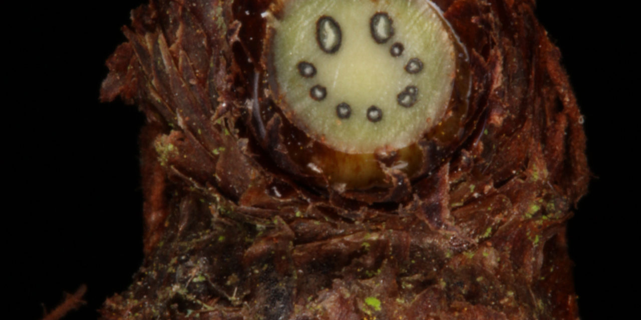 Serpocaulon meniscifolium