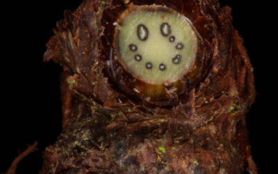 Serpocaulon meniscifolium