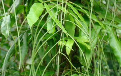 Salpichlaena hookeriana