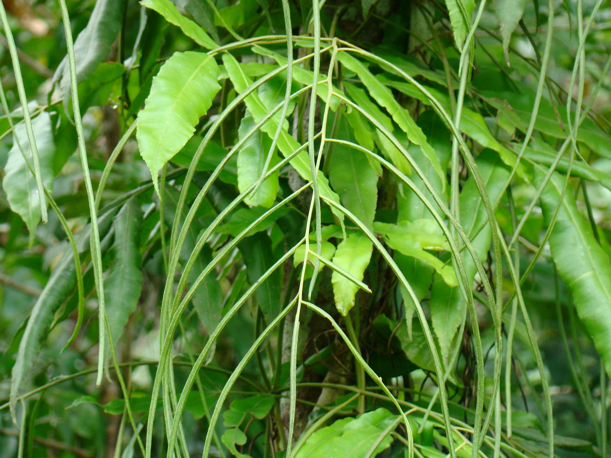 Salpichlaena hookeriana