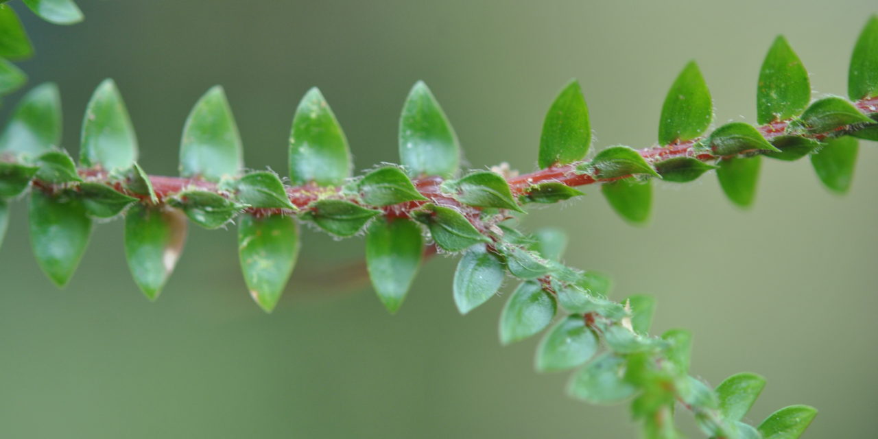 Selaginella diffusa