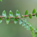 Selaginella diffusa