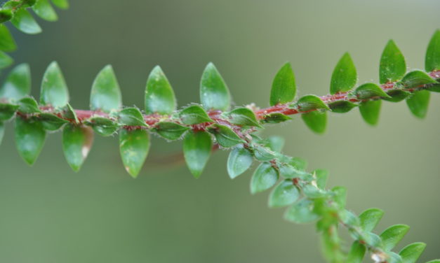 Selaginella diffusa