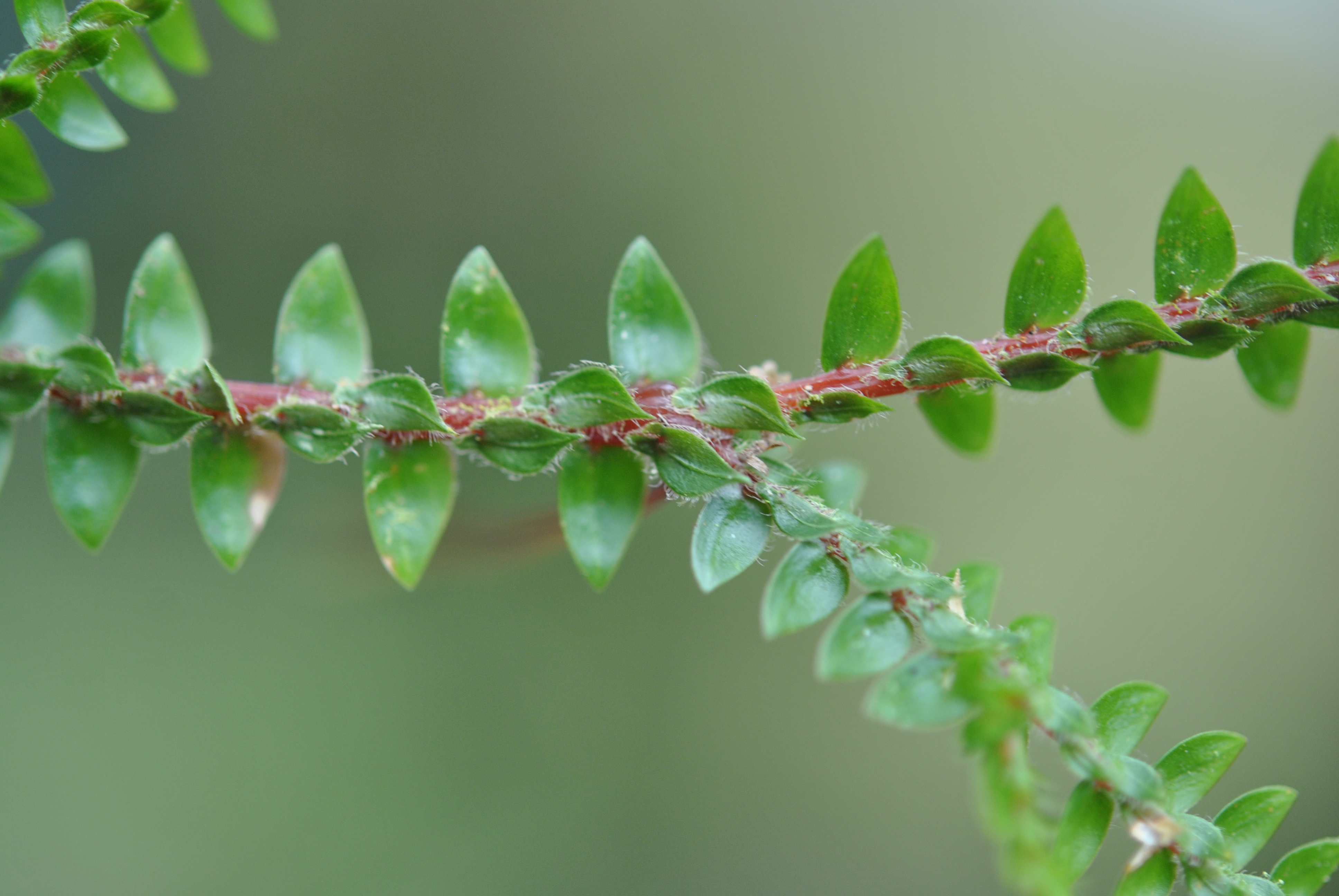 Selaginella diffusa