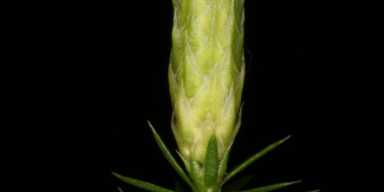 Spinulum annotinum