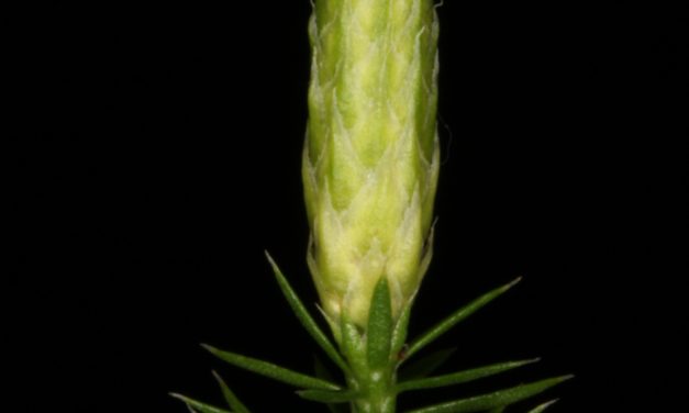 Spinulum annotinum