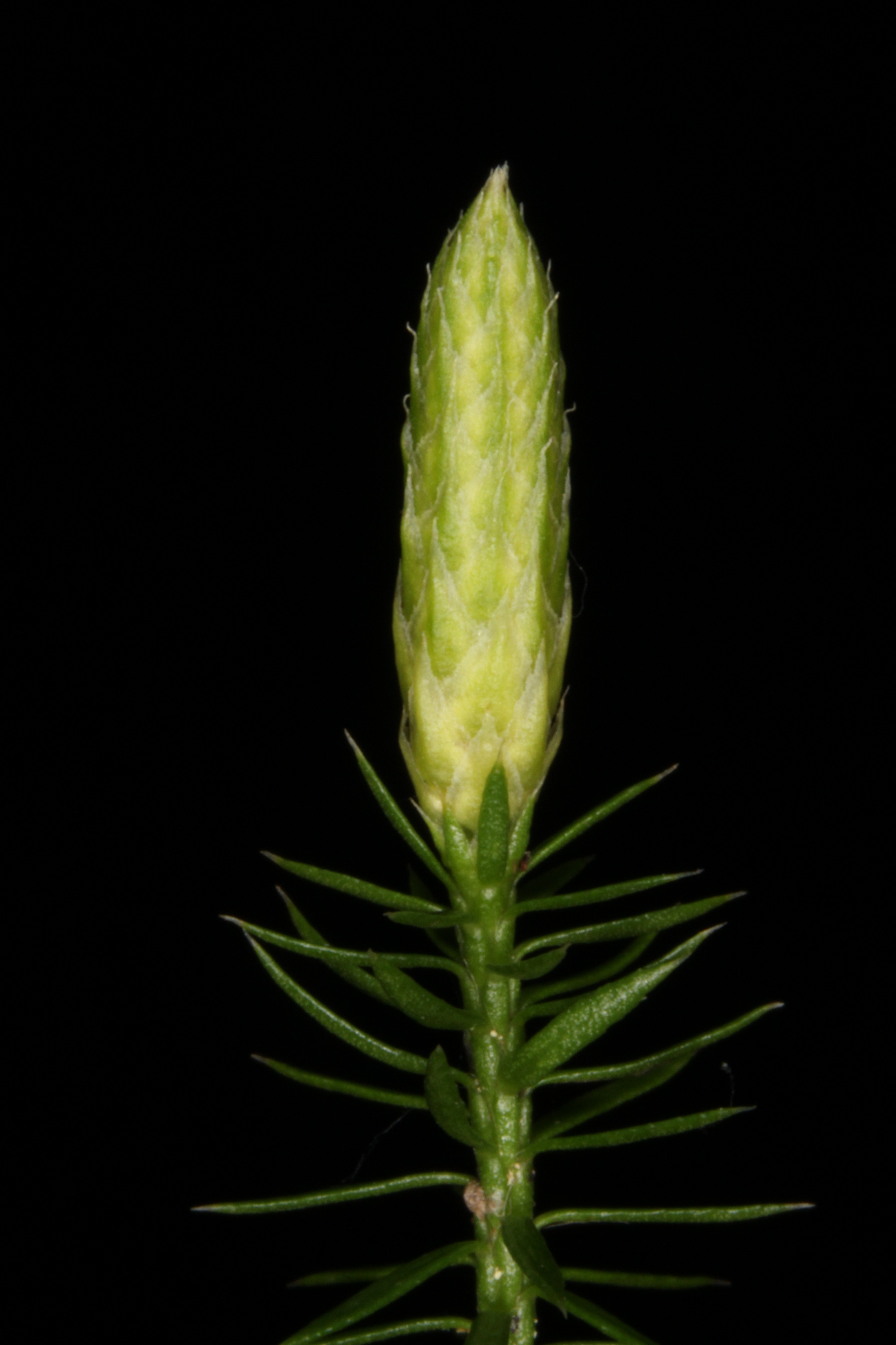 Spinulum annotinum