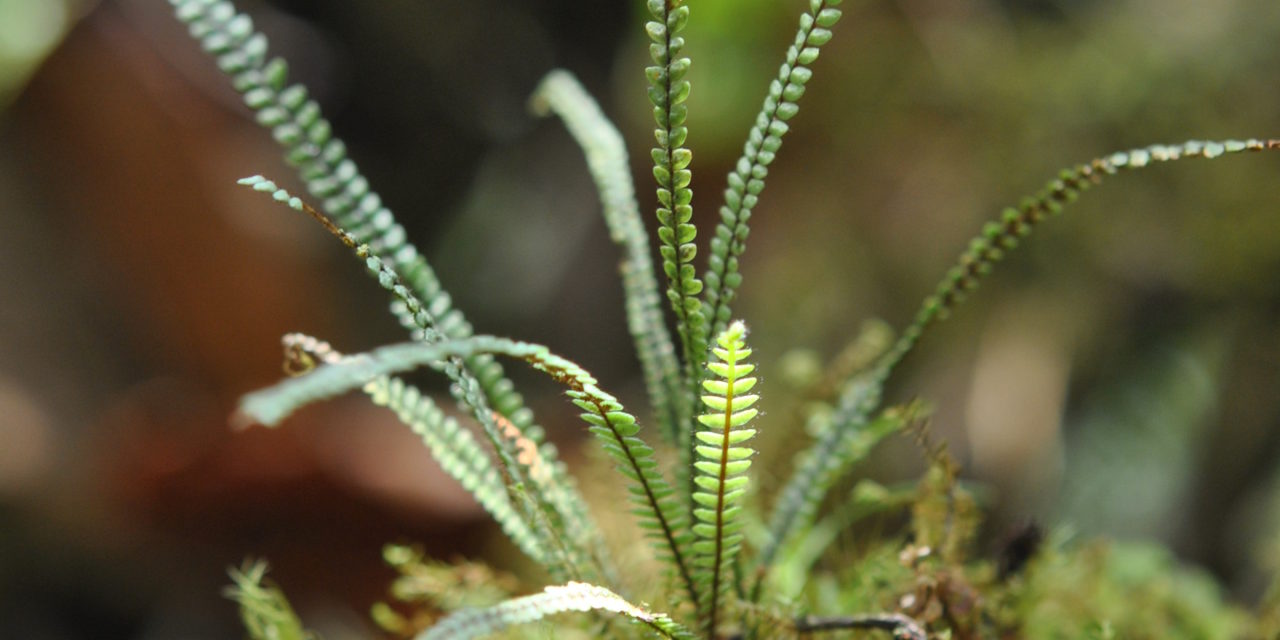 Moranopteris taenifolia