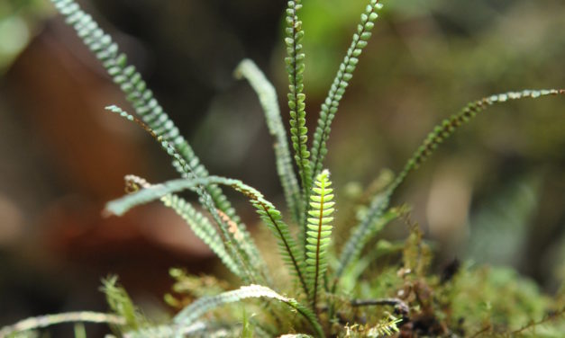 Moranopteris taenifolia