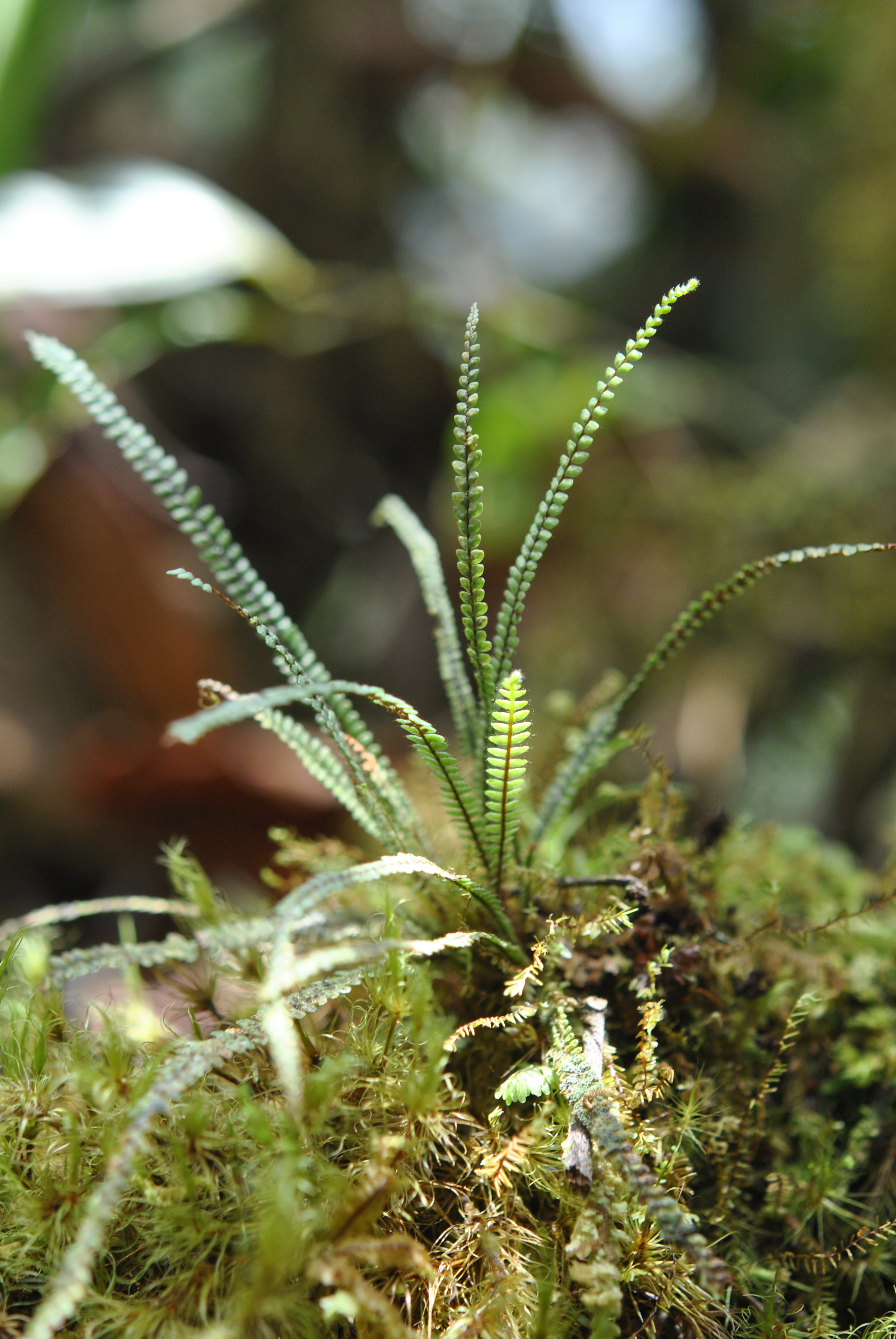 Moranopteris taenifolia