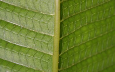 Meniscium macrophyllum