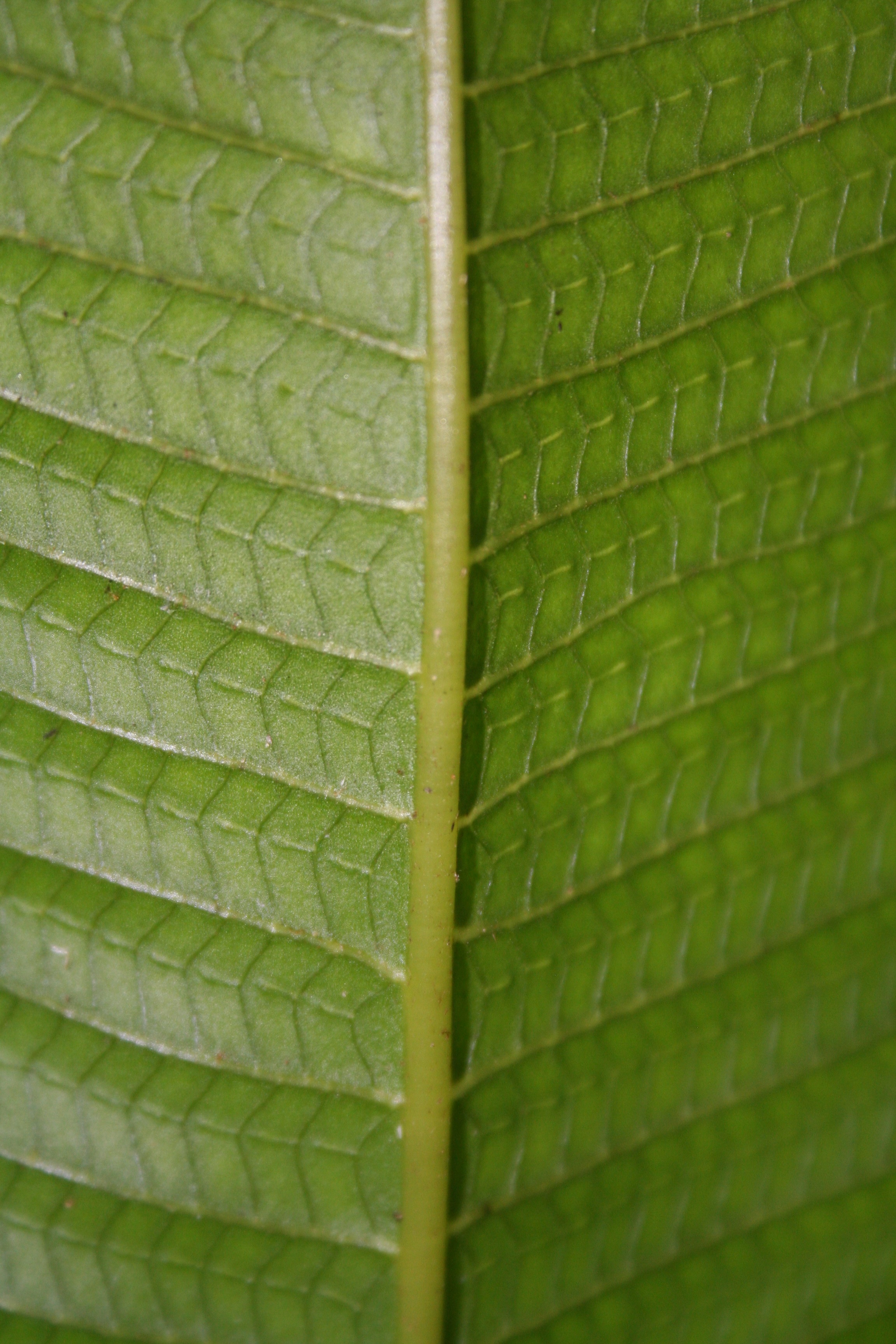 Meniscium macrophyllum