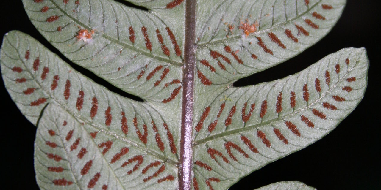 Steiropteris polypodioides