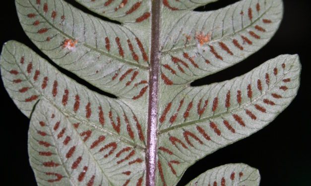 Steiropteris polypodioides