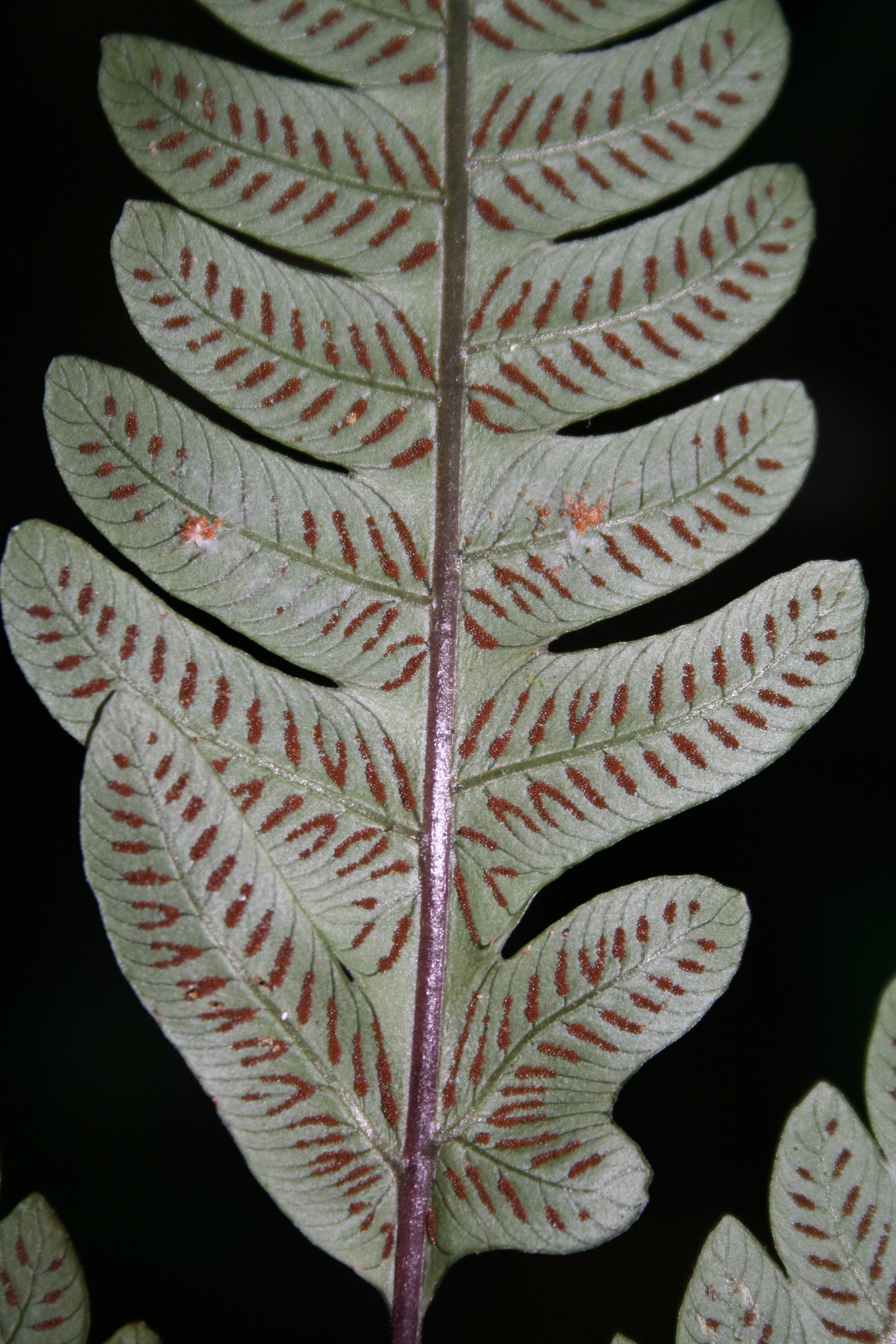 Steiropteris polypodioides