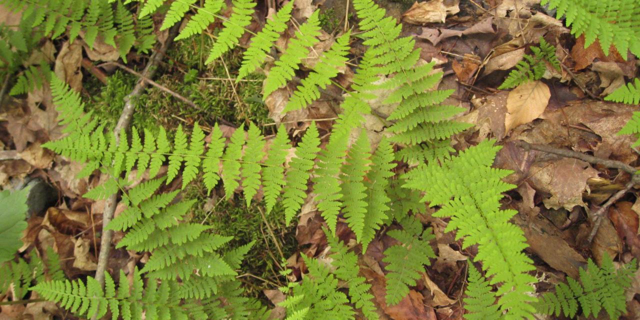 Cystopteris bulbifera