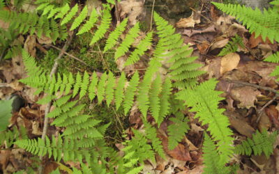 Cystopteris bulbifera