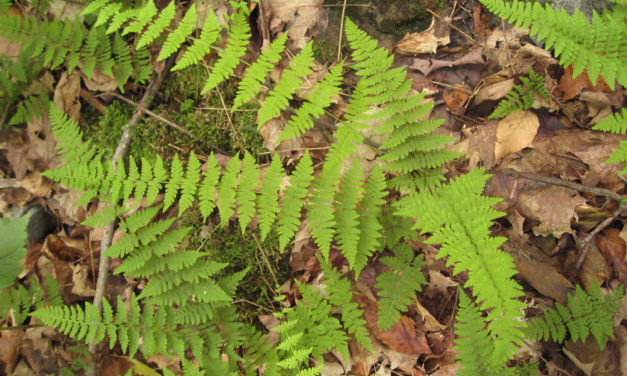 Cystopteris bulbifera