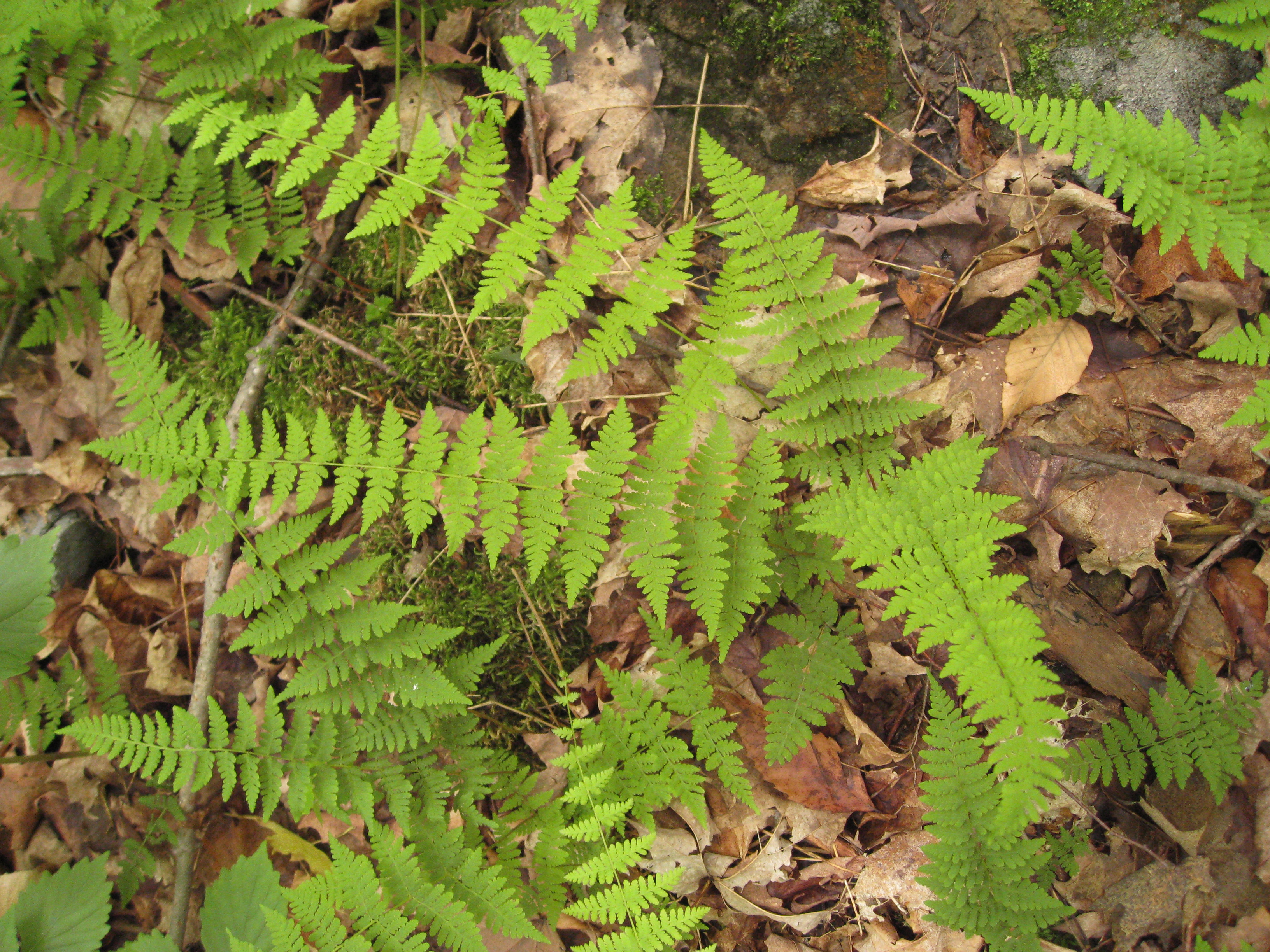 Cystopteris bulbifera