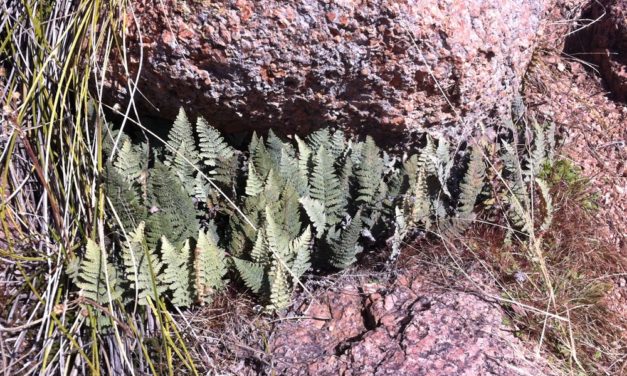 Myriopteris lindheimeri