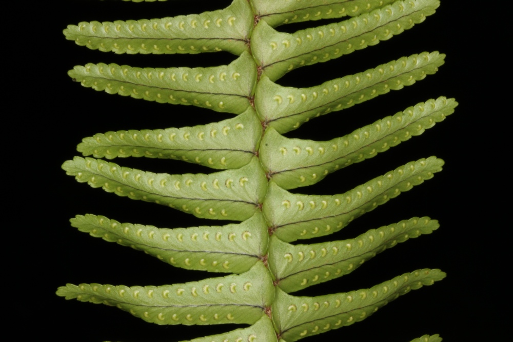 Nephrolepis cordifolia