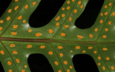 Phymatosorus scolopendria