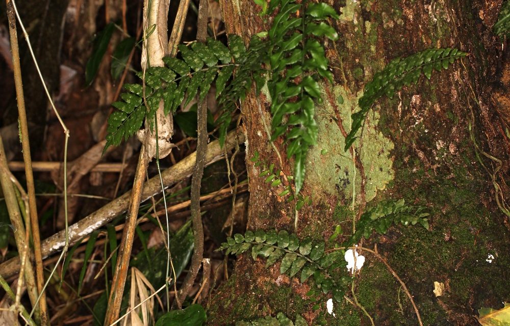 Mickelia scandens