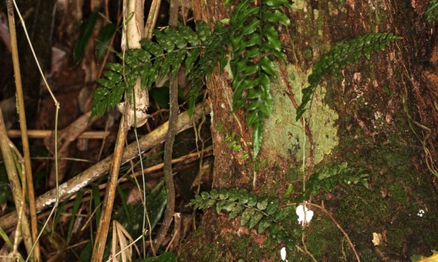 Mickelia scandens