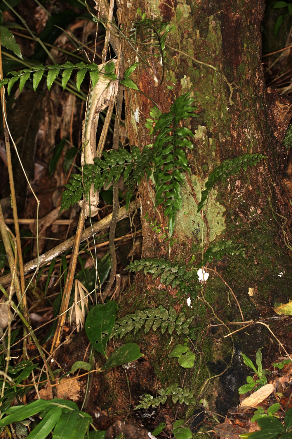 Mickelia scandens